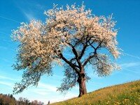 A cherry tree "hung with white along the bough"