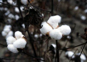 Cotton Bolls