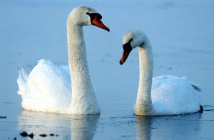 A pair of Mute Swans