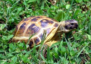 Testudo horsefieldii