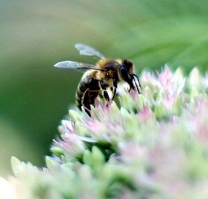 A busy little bee