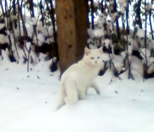 Lucky, the kitten, melting into the backround