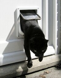 A cat flap in action