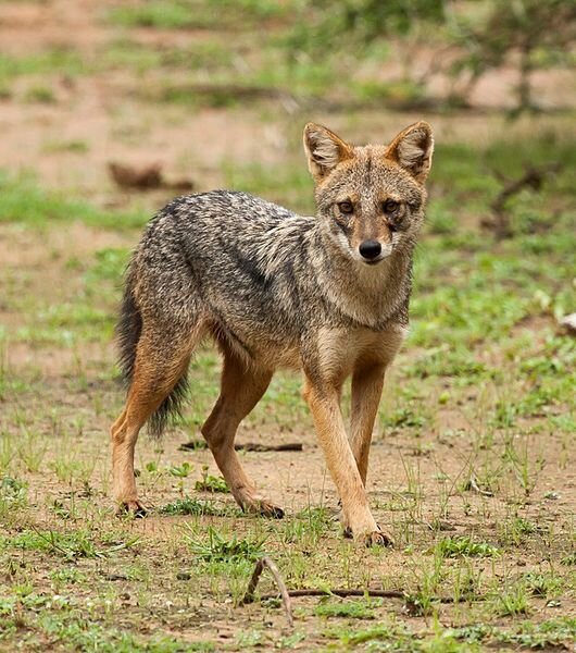 Canis Arueus - The Golden Jackal