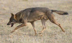 Canis Lupus- Wolf