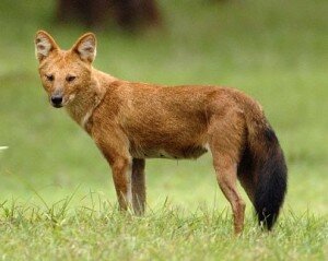 The Dhole - Canis Alpinus